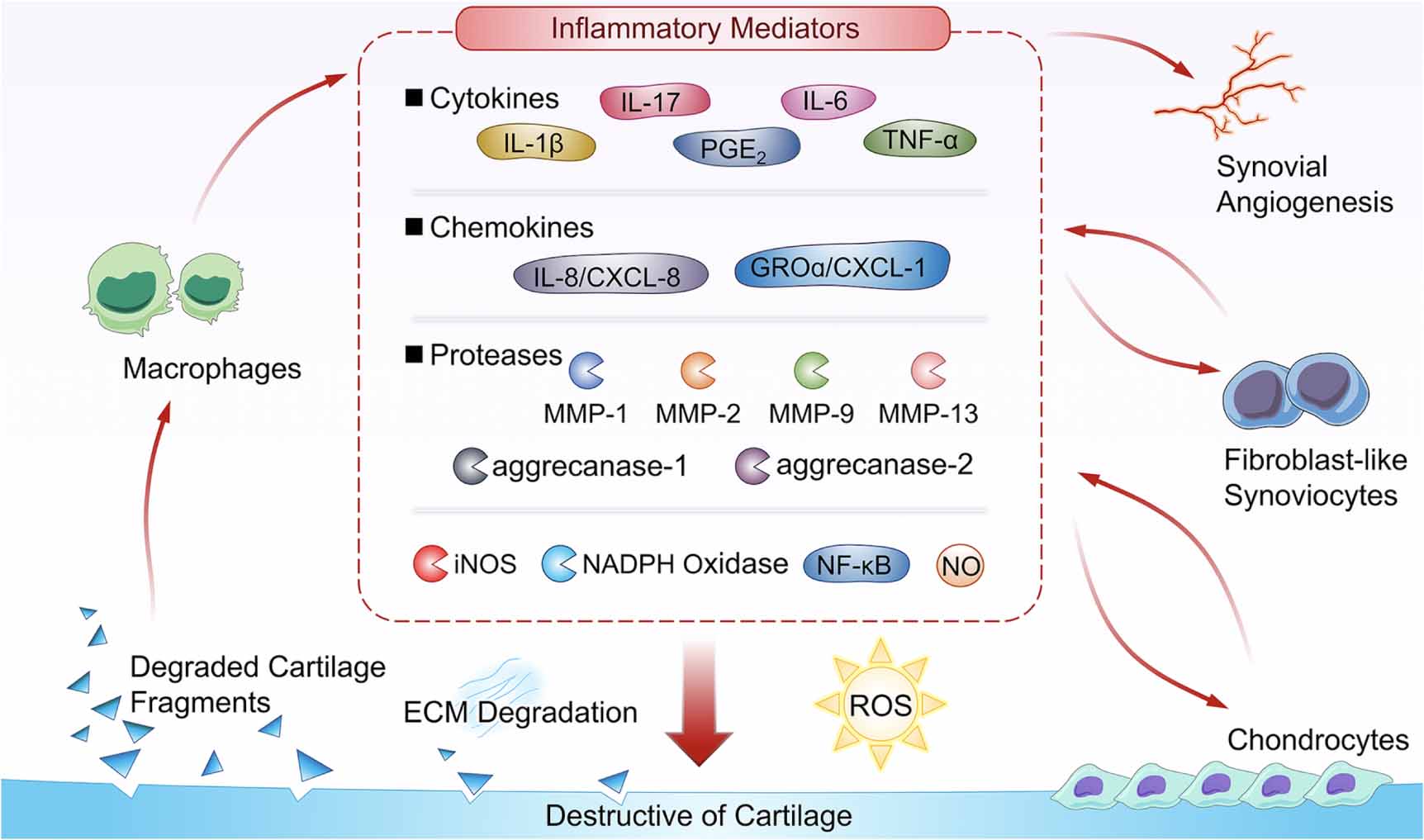 Synovial macrophages in cartilage destruction and regeneration—lessons ...