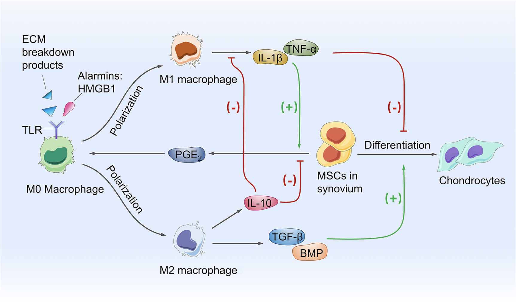 Synovial macrophages in cartilage destruction and regeneration—lessons ...