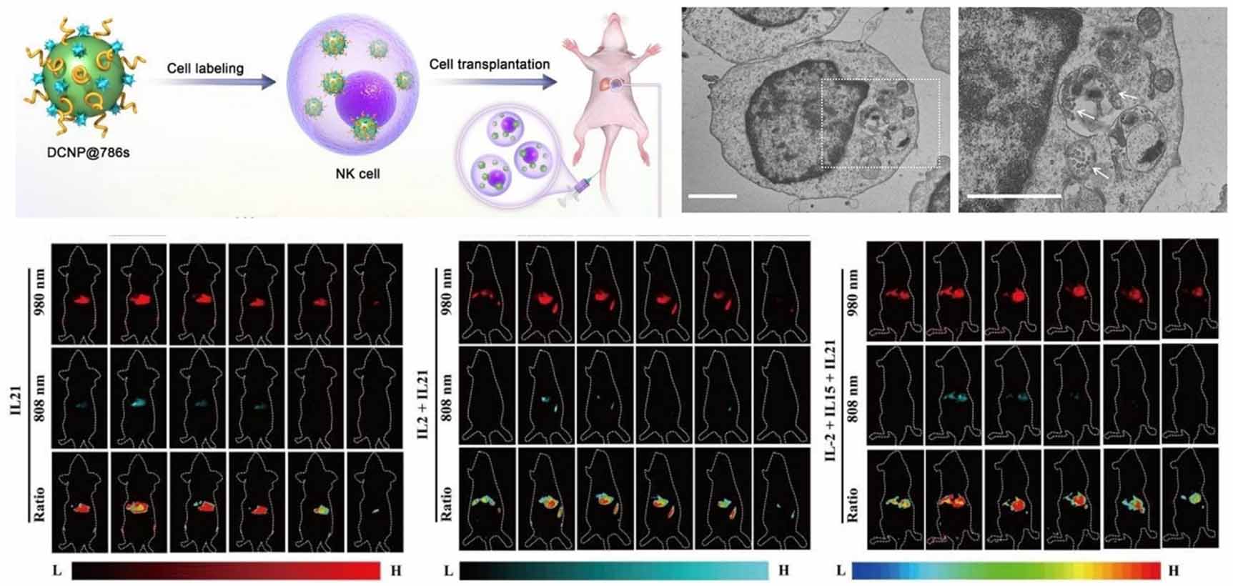 N.K  Amazon.com: Fuel Pump for Kohler 12 559 02-S John Deere