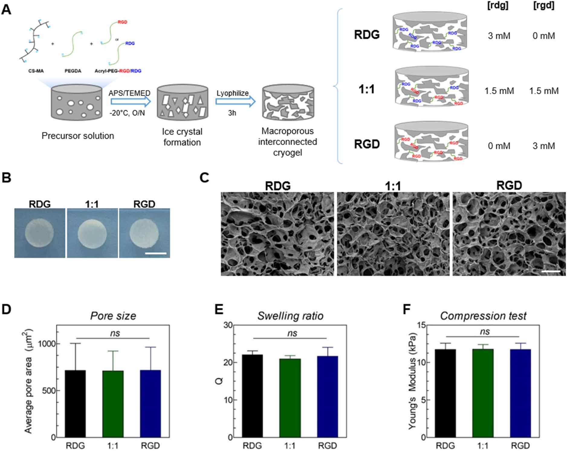 RGD-incorporated biomimetic cryogels for hyaline cartilage regeneration ...