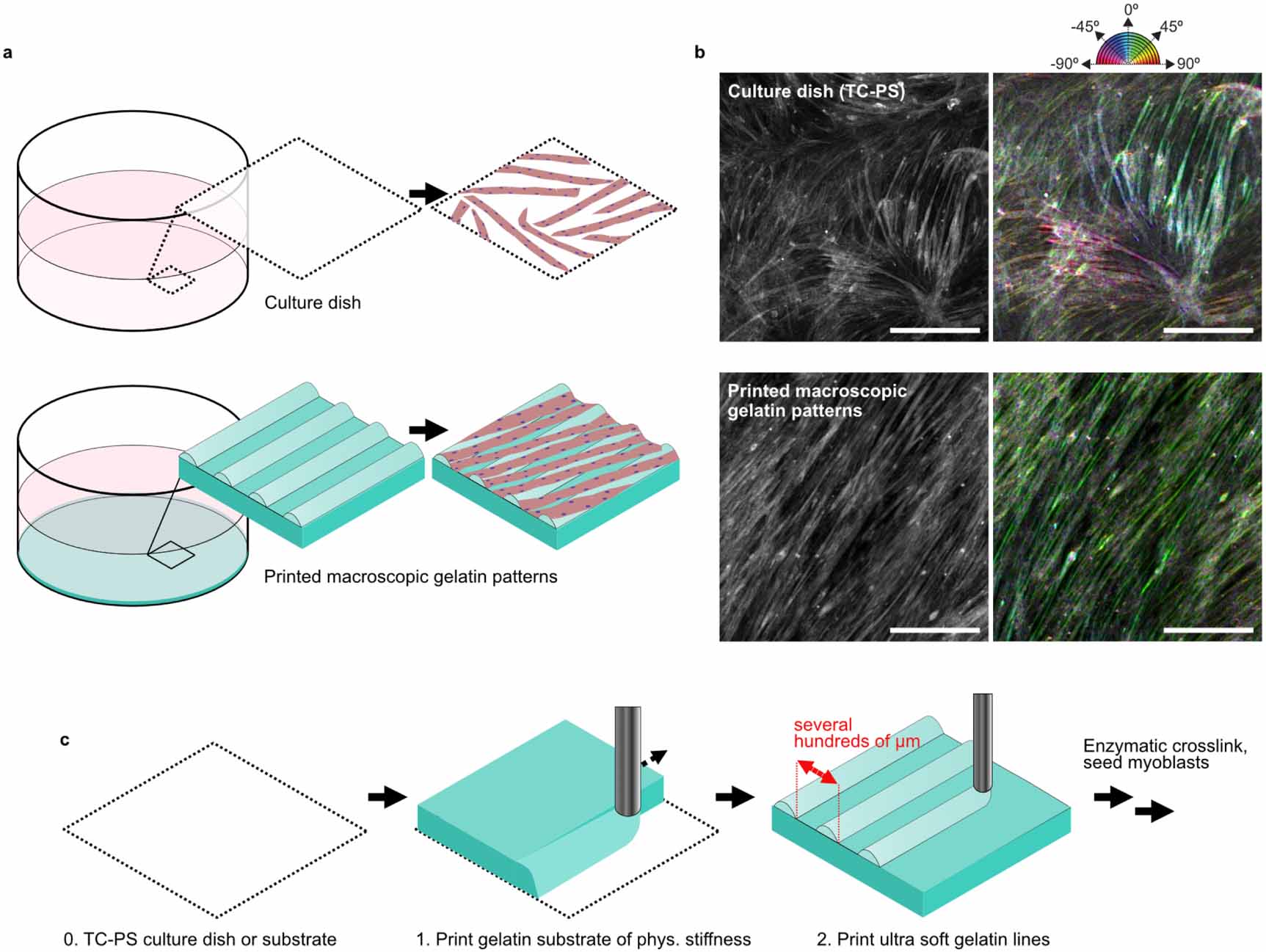 A simple and scalable 3D printing methodology for generating aligned ...