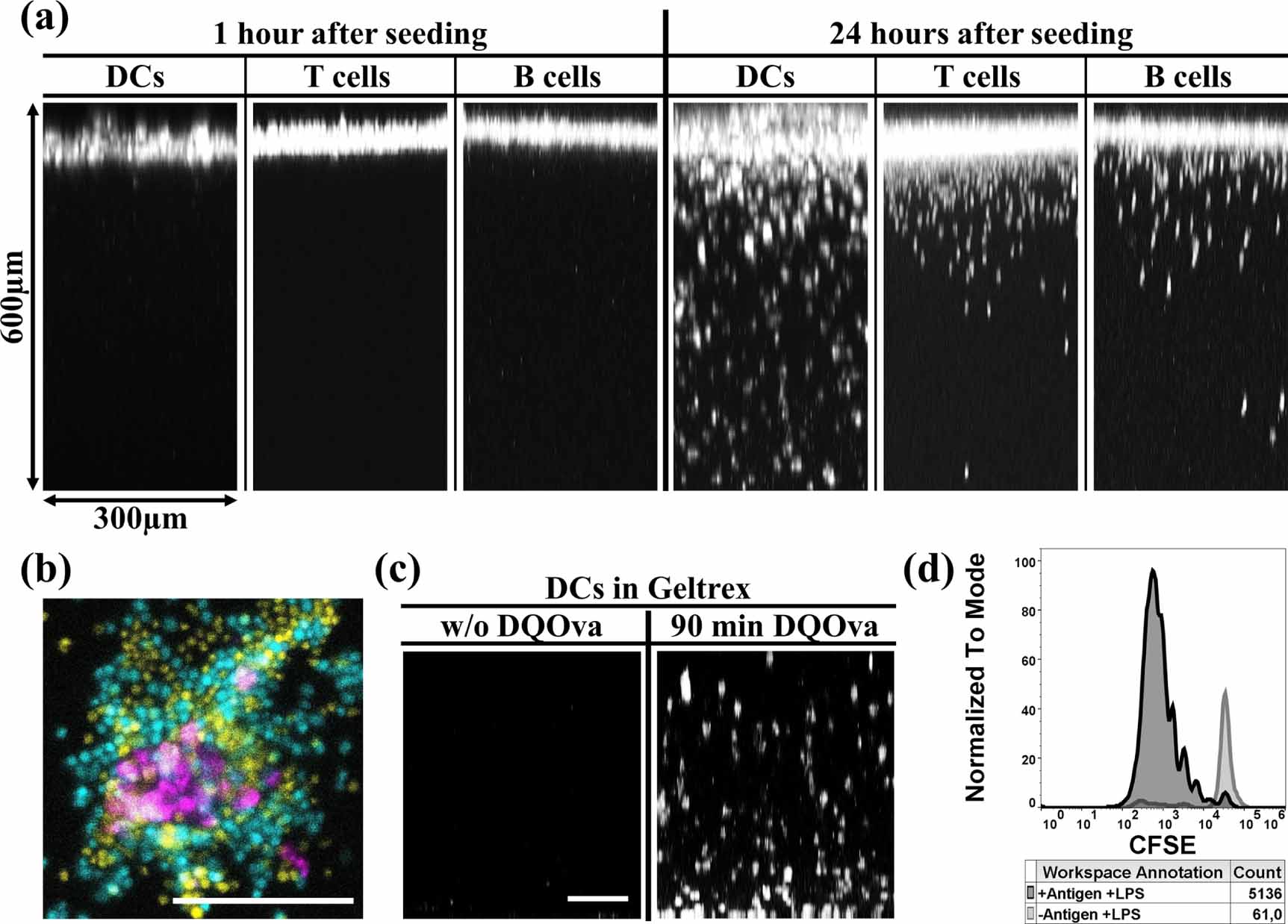 Three-dimensional cell culture approach for in vitro immunization and ...