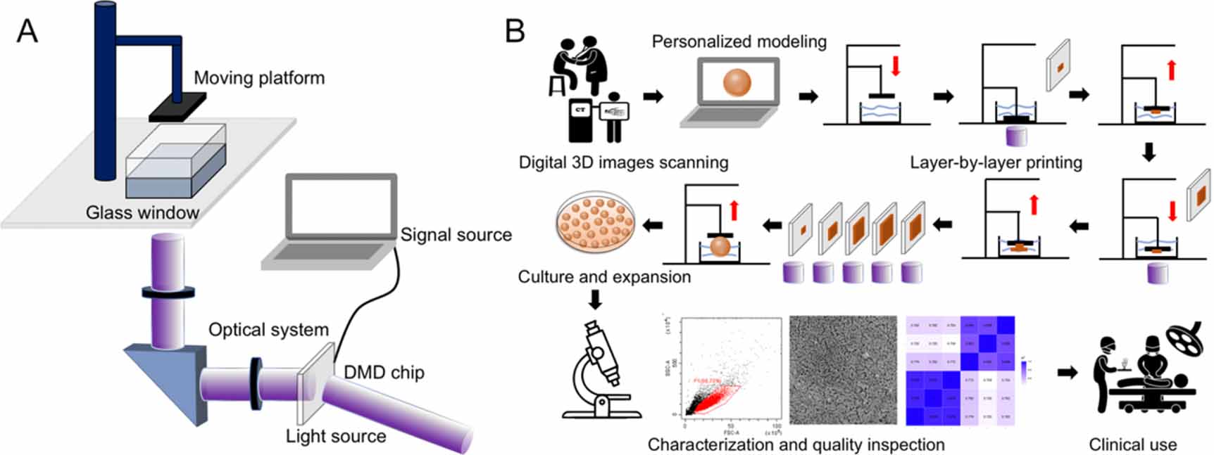 Digital light processing (DLP) in tissue engineering: from promise to ...