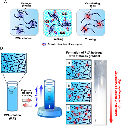 Stiffness Gradient Biomaterials with stiffness gradient for interface tissue engineering ...