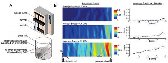 Stiffness Gradient Biomaterials with stiffness gradient for interface tissue engineering ...