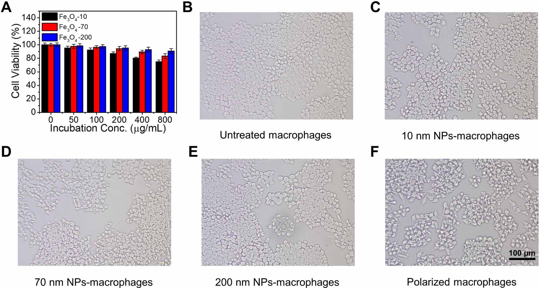 Iron oxide nanoparticles served as the primary carrier to increase drug ...