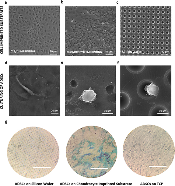 Engineered substrates incapable of induction of chondrogenic ...