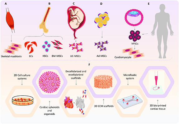 Progress and promise of cell sheet assisted cardiac tissue engineering ...