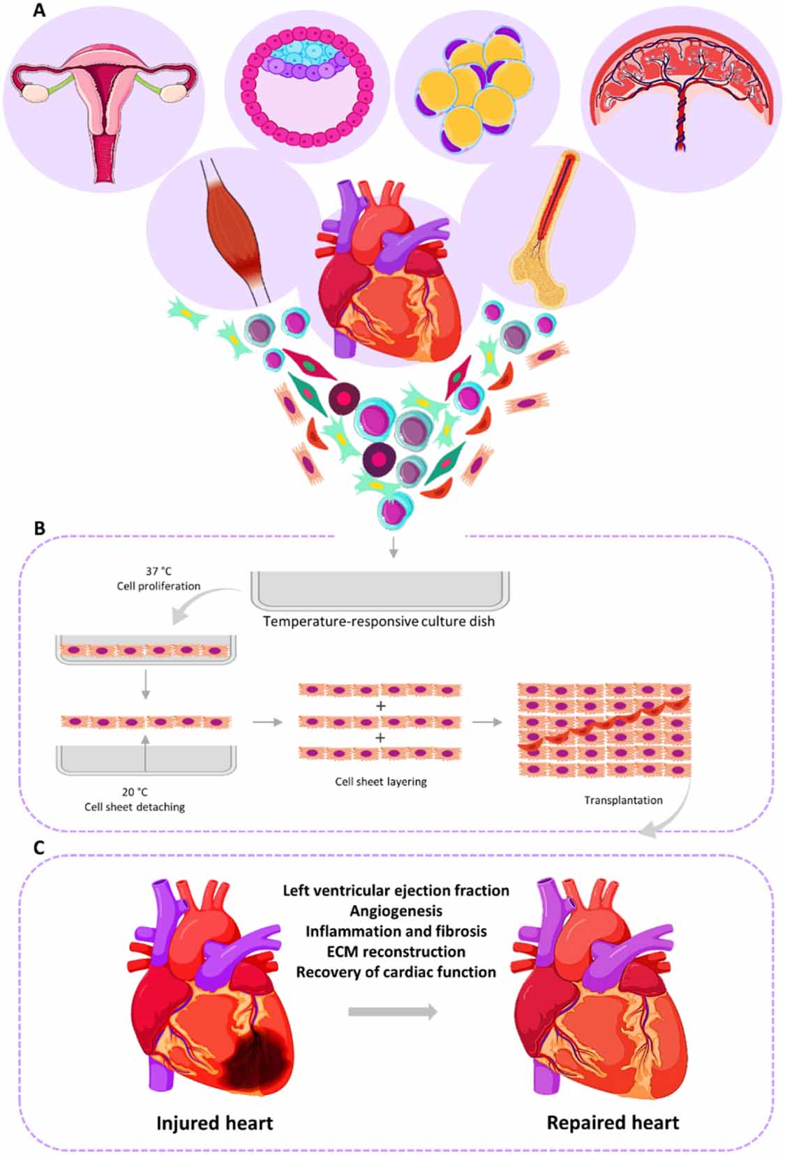 Progress and promise of cell sheet assisted cardiac tissue engineering ...