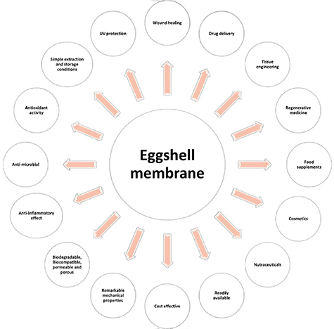 The chicken eggshell membrane: a versatile, sustainable, biological ...