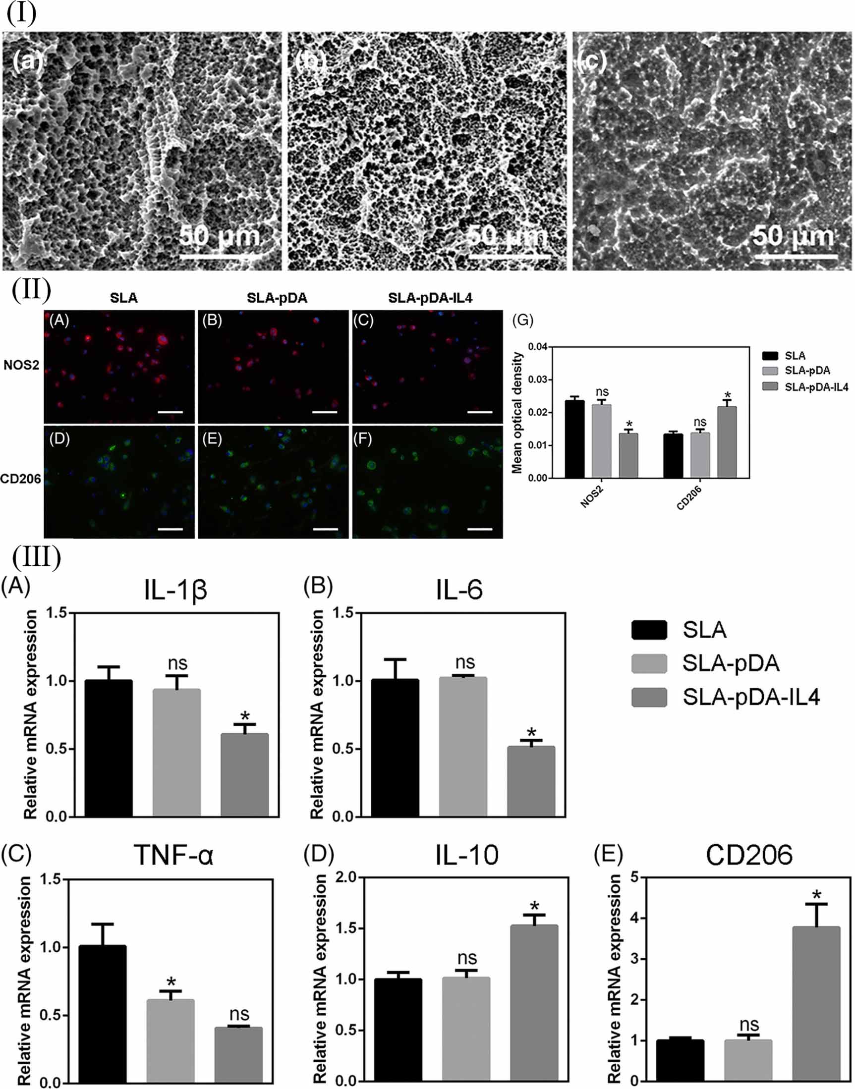 Effects of surface morphology and composition of titanium implants on ...