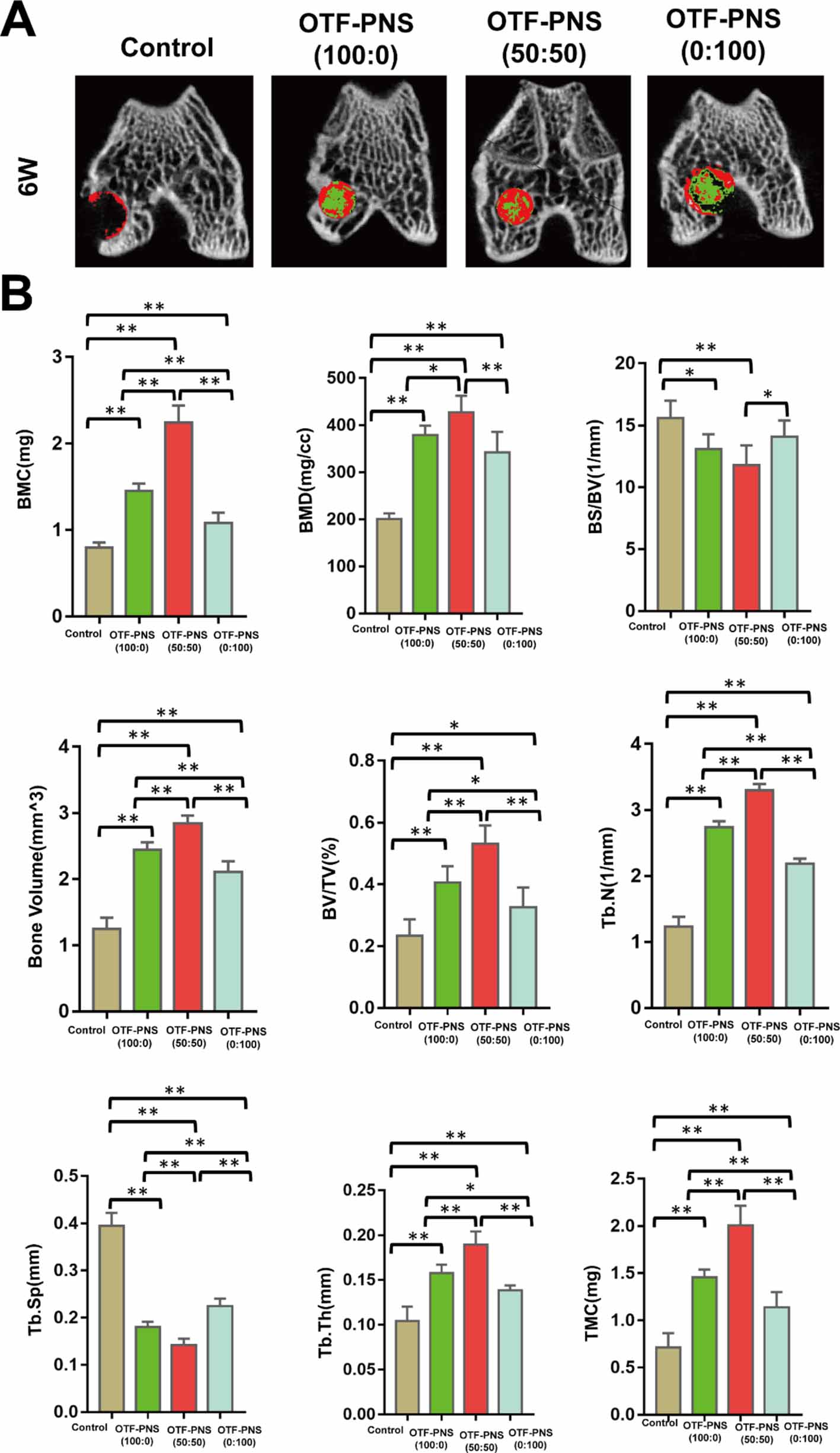 Angiogenesis coupled with osteogenesis in a bone tissue engineering ...