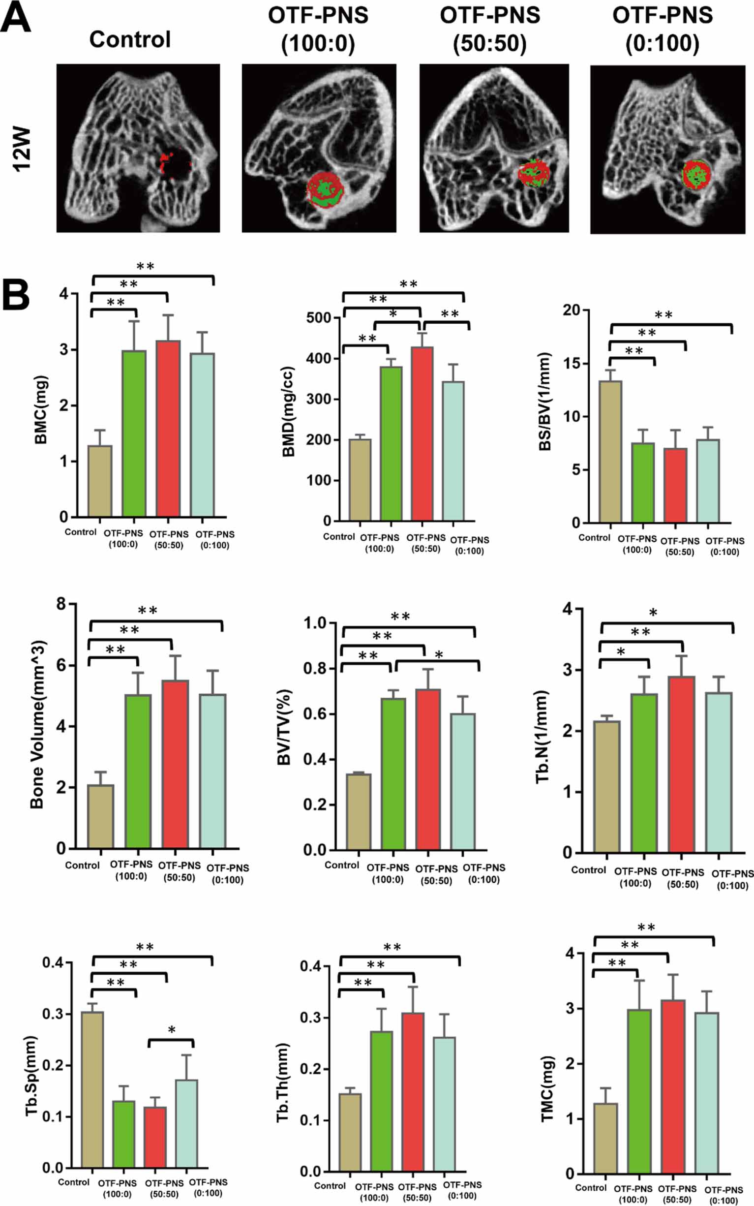 Angiogenesis coupled with osteogenesis in a bone tissue engineering ...