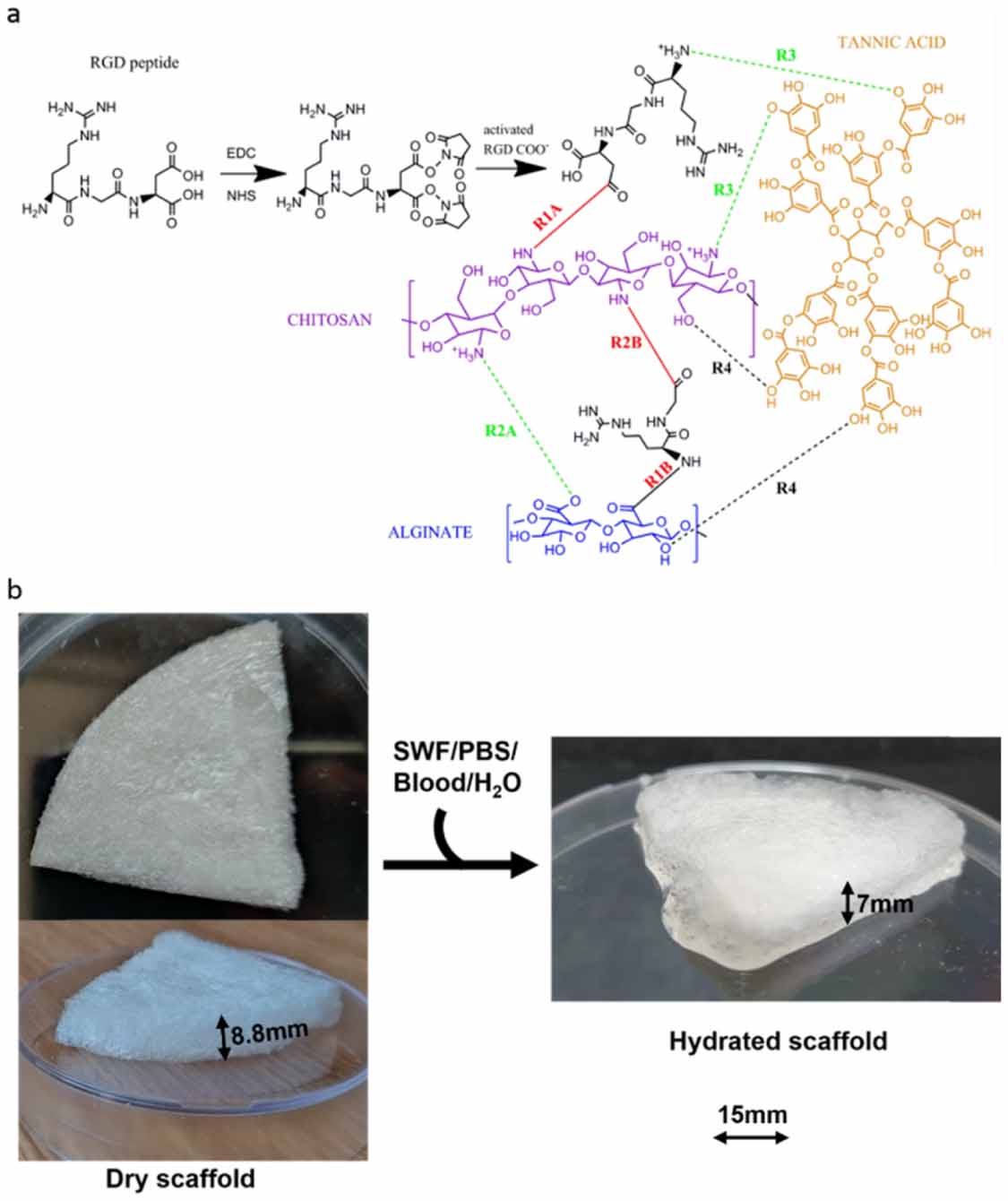 Tannic acid-loaded chitosan-RGD-alginate scaffolds for wound healing ...
