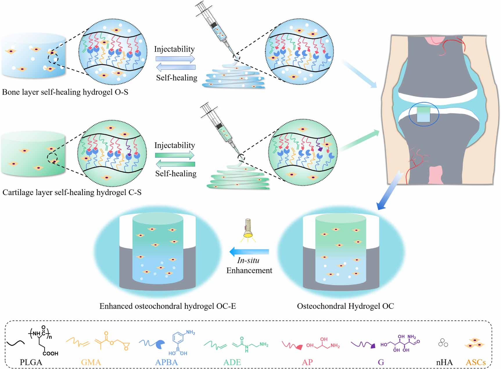Injectable, self-healing poly(amino acid)-hydrogel based on ...