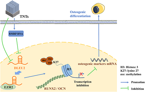 TiO2 nanotubes promote osteogenic differentiation of human bone marrow ...