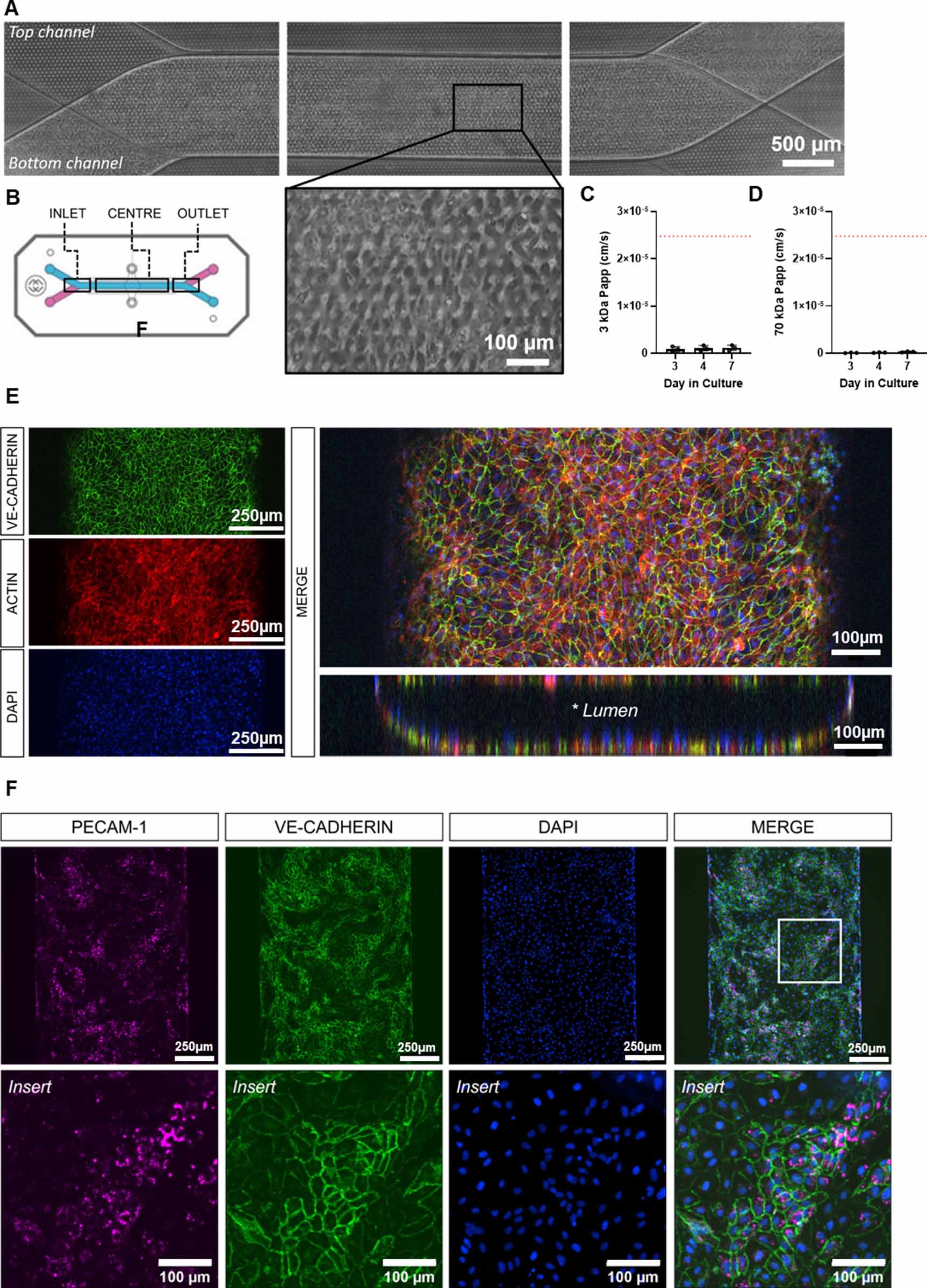 Human vascularised synovium-on-a-chip: a mechanically stimulated ...