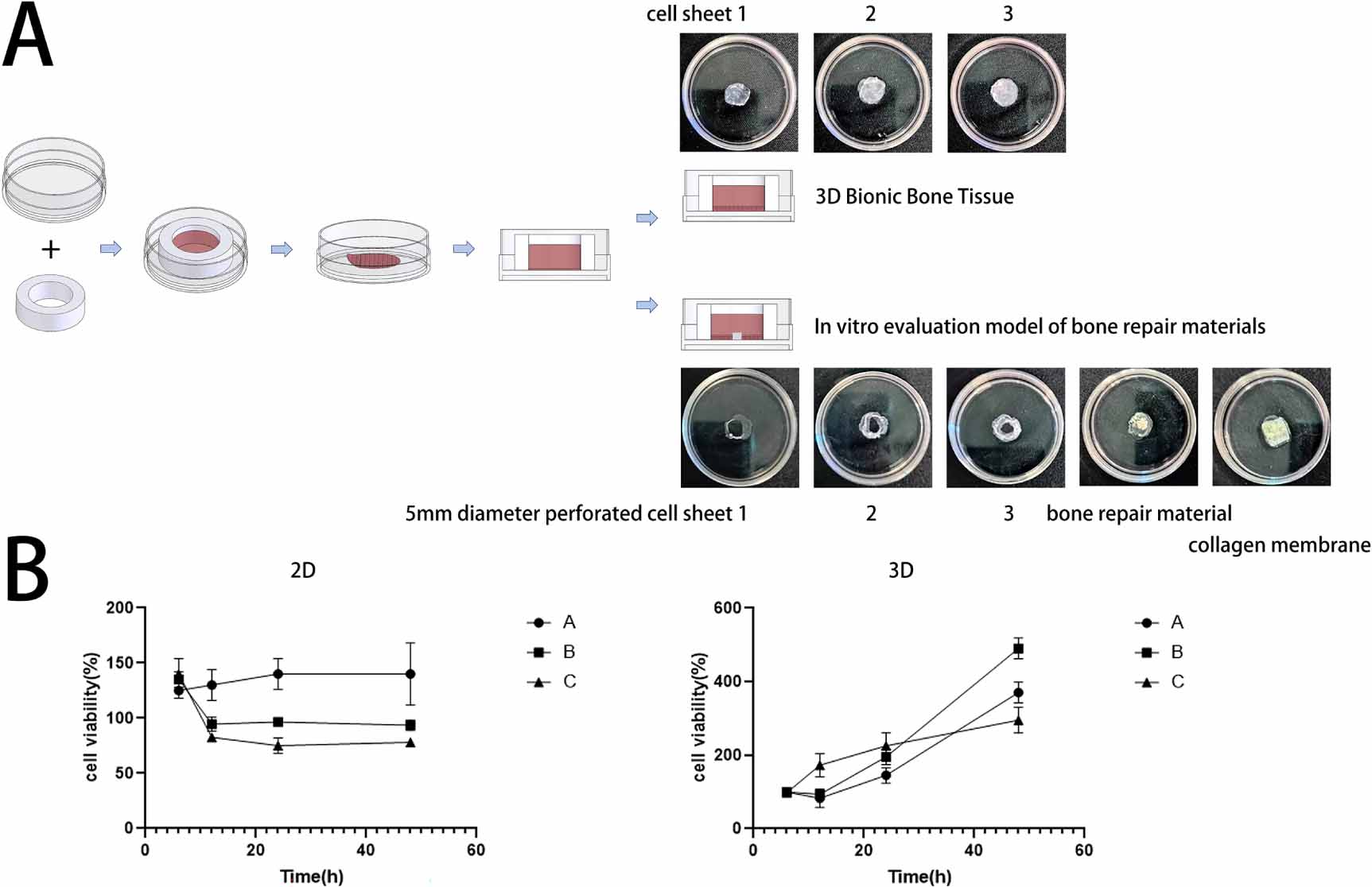 Cell sheet-based in vitro bone defect model for long term evaluation of ...