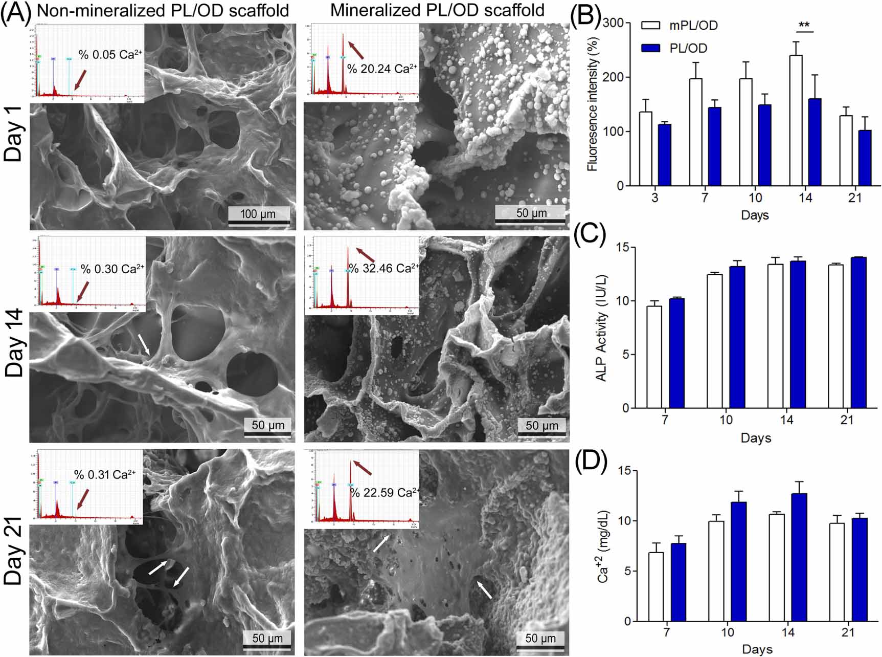 Biomimetic mineralization of platelet lysate/oxidized dextran cryogel ...