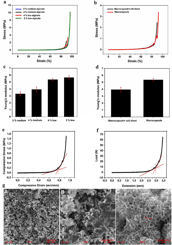 Production of alginate macrocapsule device for long-term normoglycaemia ...