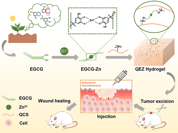 Injectable hydrogel with antimicrobial and anti-inflammatory properties ...