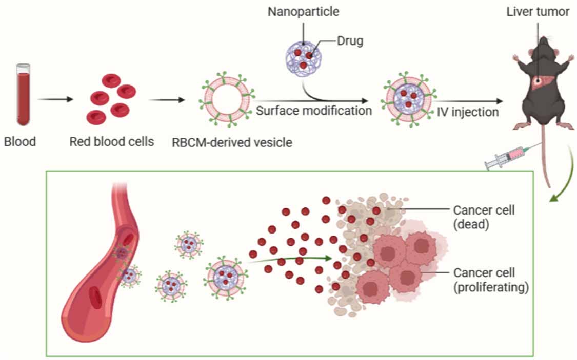 Recent advances in hepatocellular carcinoma-targeted nanoparticles
