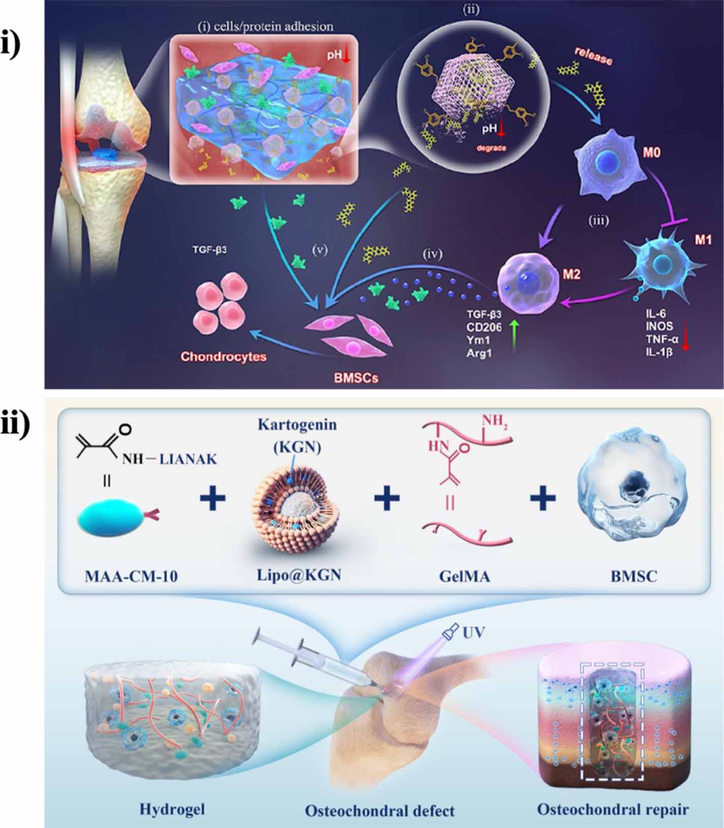 Unveiling the versatility of gelatin methacryloyl hydrogels: a ...