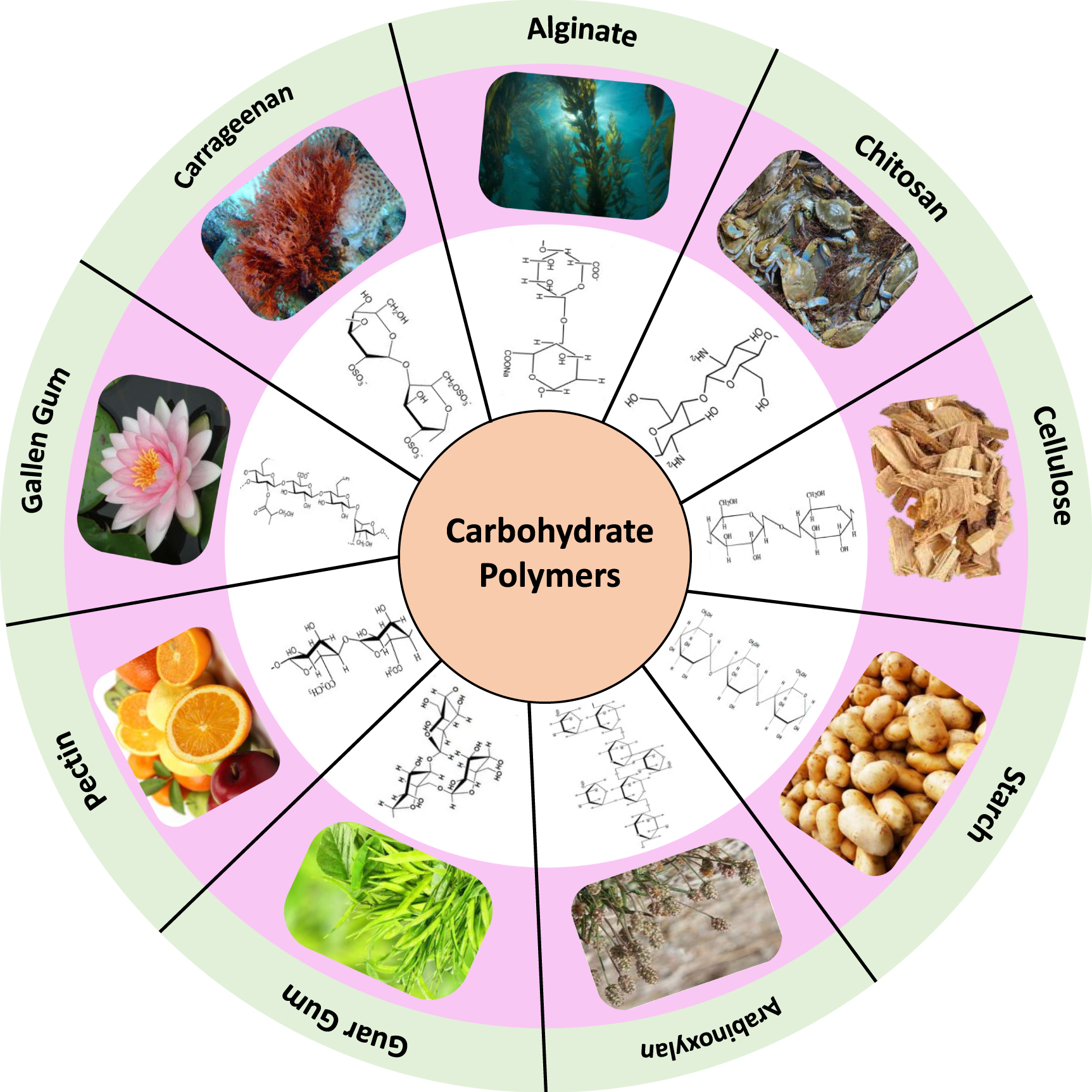 Recent advances of bone tissue engineering: carbohydrate and ceramic ...
