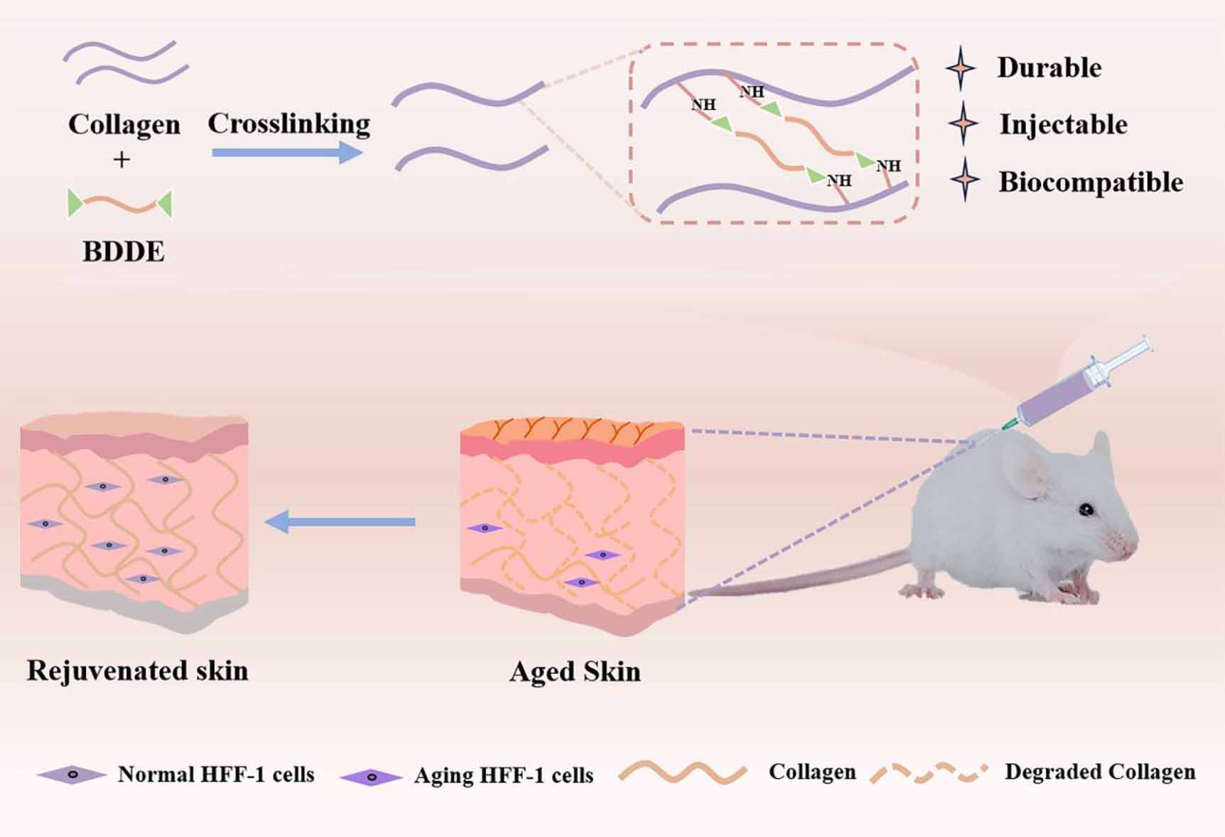 Engineering a durable BDDE cross-linked collagen filler for skin ...