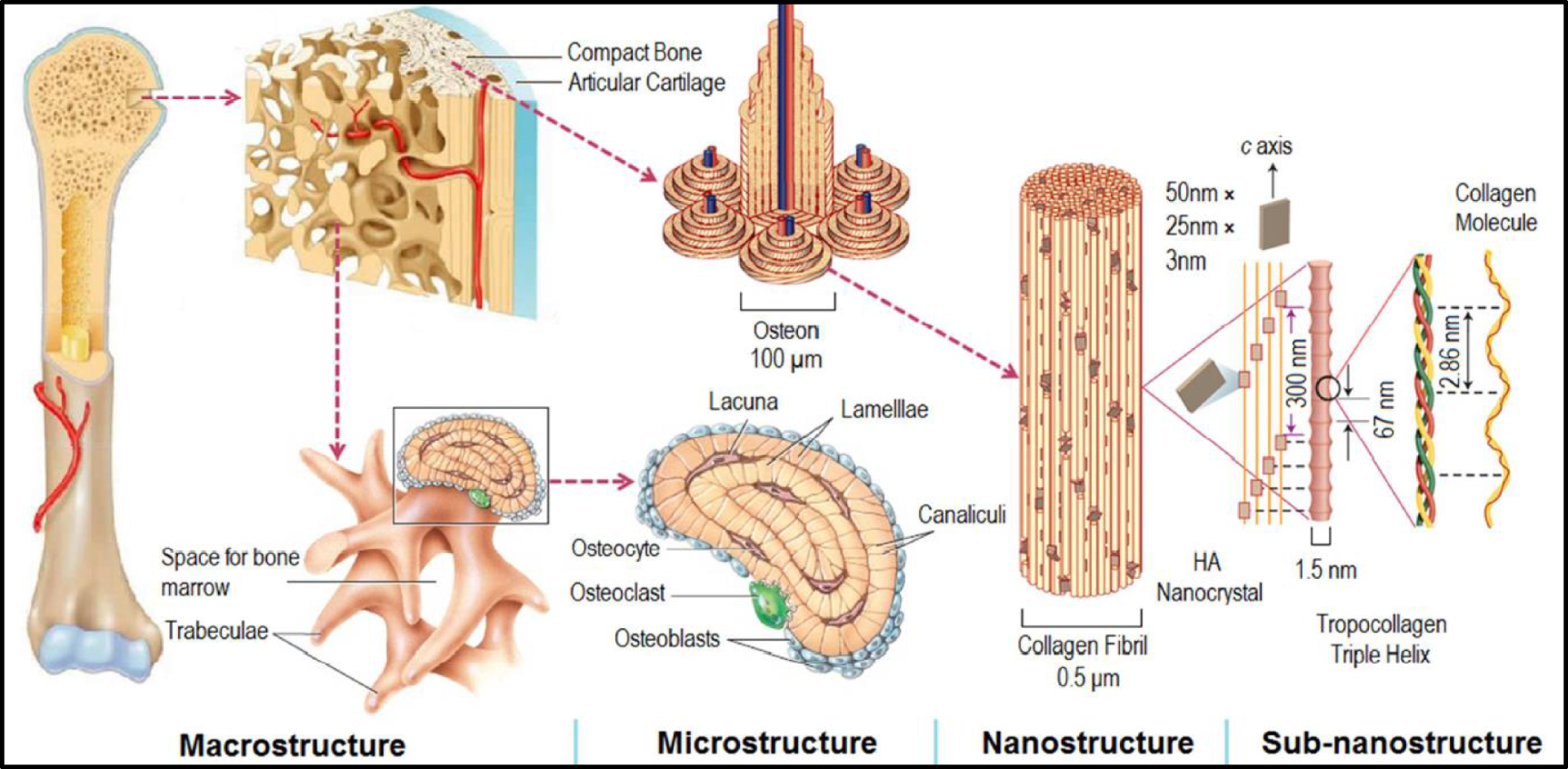 Biomaterials for bone tissue engineering: achievements to date and ...