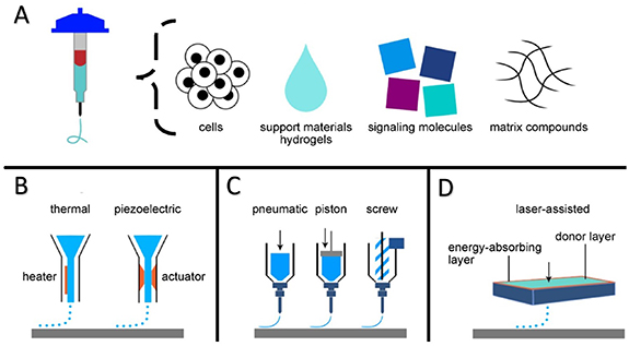 Advances in additive manufacturing for bone tissue engineering ...