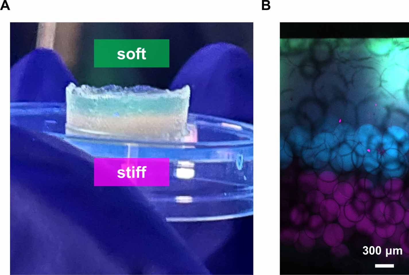 Rapid curing dynamics of PEG-thiol-ene resins allow facile 3D ...