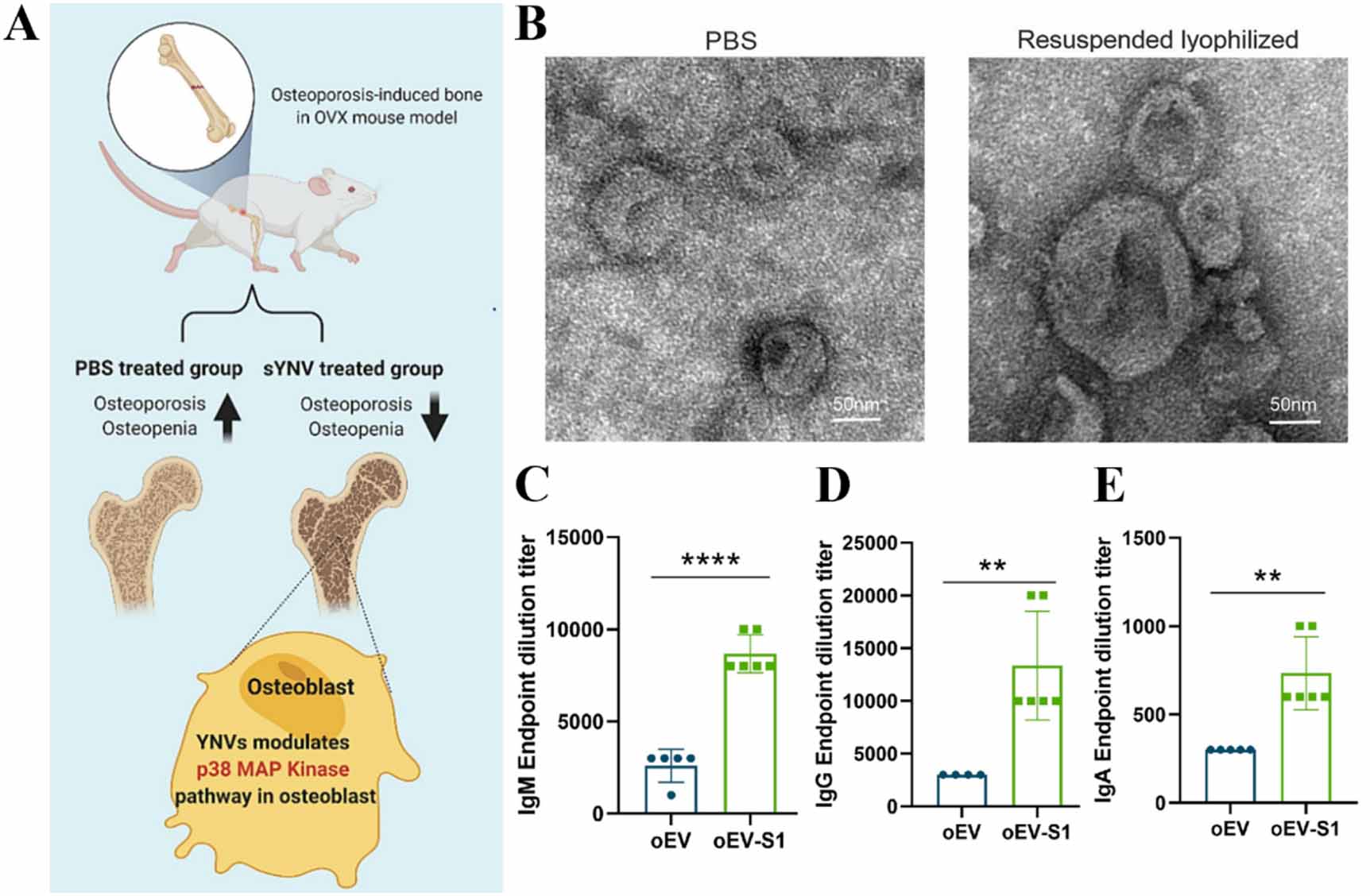 The application and development prospects of extracellular vesicles in ...