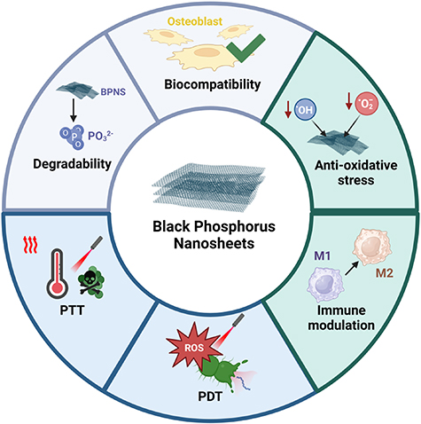 Prospects of black phosphorus nanosheets in the treatment of peri ...