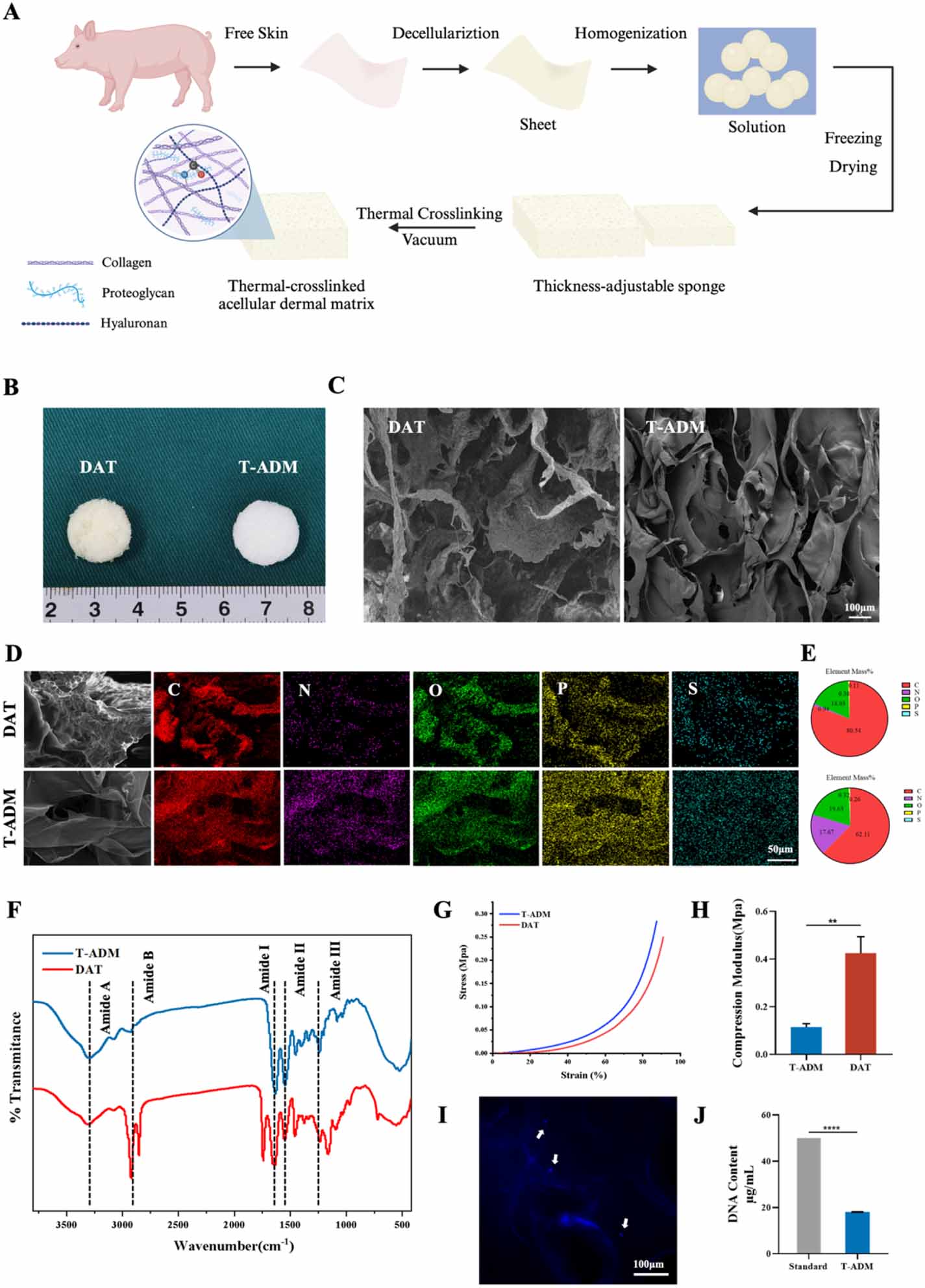 Thermal-crosslinked acellular dermal matrix combined with adipose ...