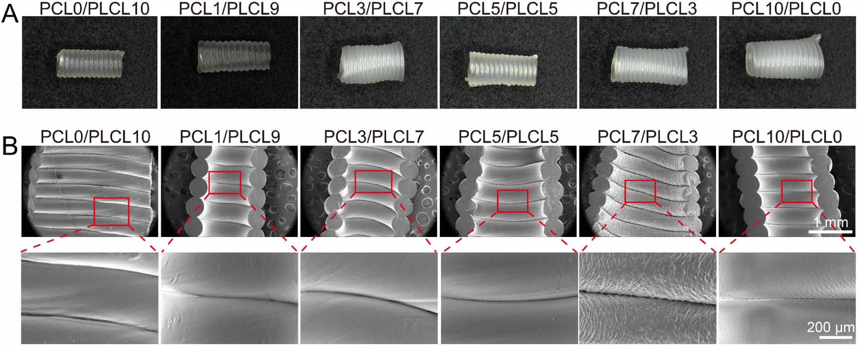 3D printed polycaprolactone/poly (L-lactide-co- -caprolactone ...