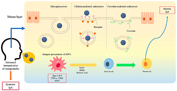 Chitosan nanoparticles: a versatile frontier in drug delivery and wound ...