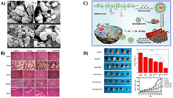 Chitosan nanoparticles: a versatile frontier in drug delivery and wound ...