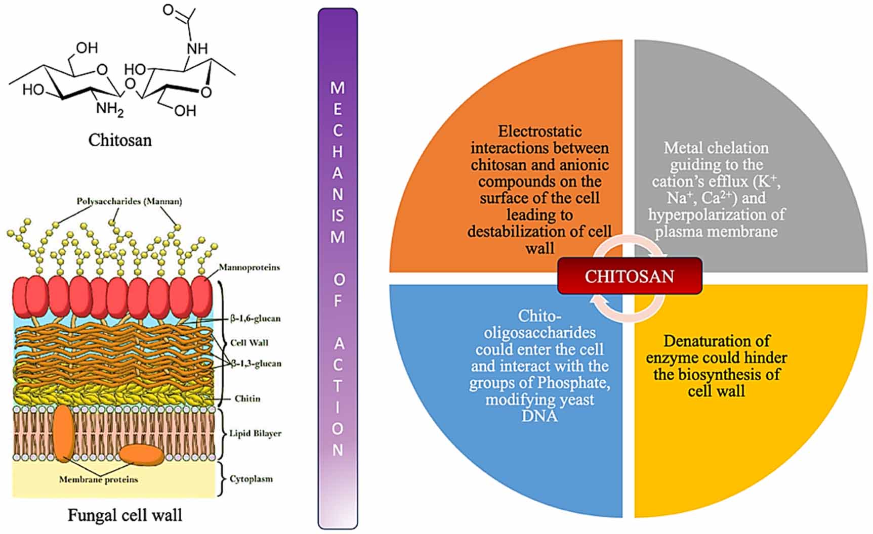 Chitosan nanoparticles: a versatile frontier in drug delivery and wound ...