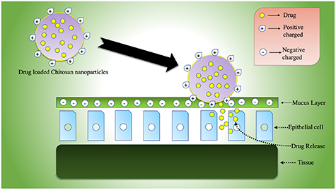 Chitosan nanoparticles: a versatile frontier in drug delivery and wound ...
