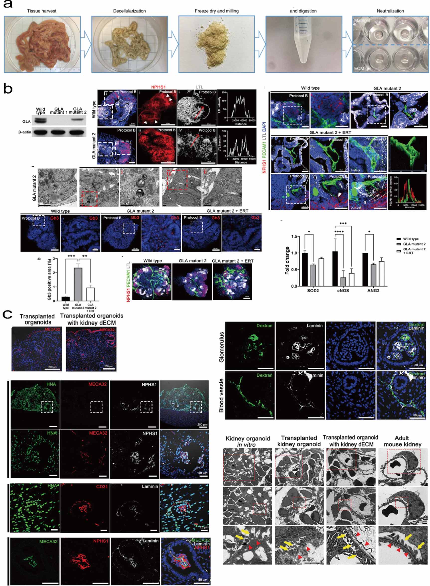 Hydrogel innovations for 3D organoid culture - IOPscience