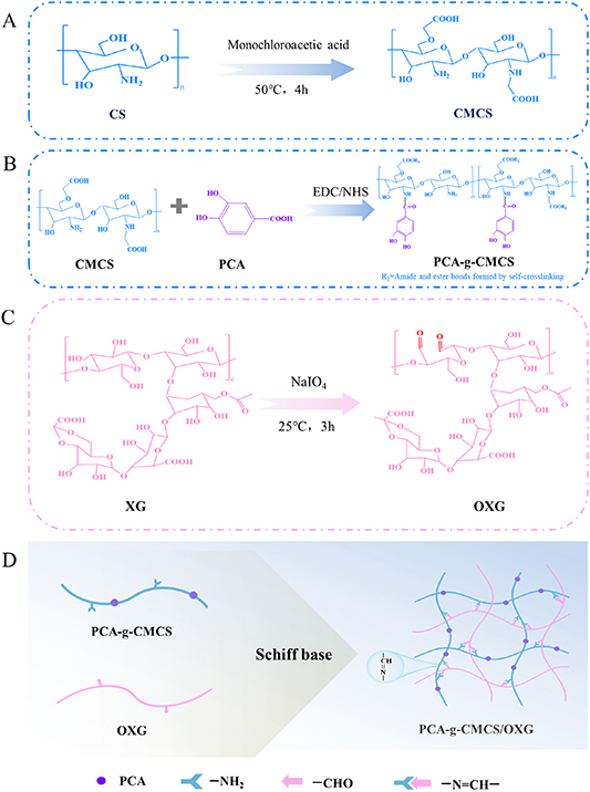Xanthan gum-based protocatechuic acid grafted carboxymethyl chitosan ...