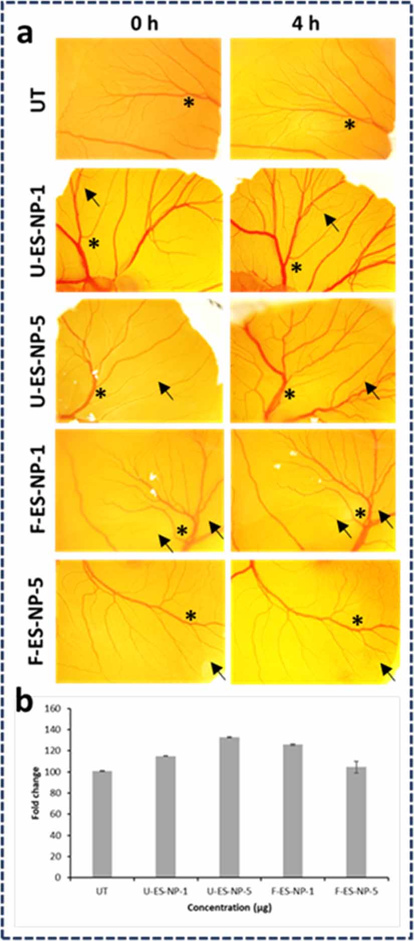 Aortogene Panel Investigation for the pro-angiogenic properties of eggshell-derived ...