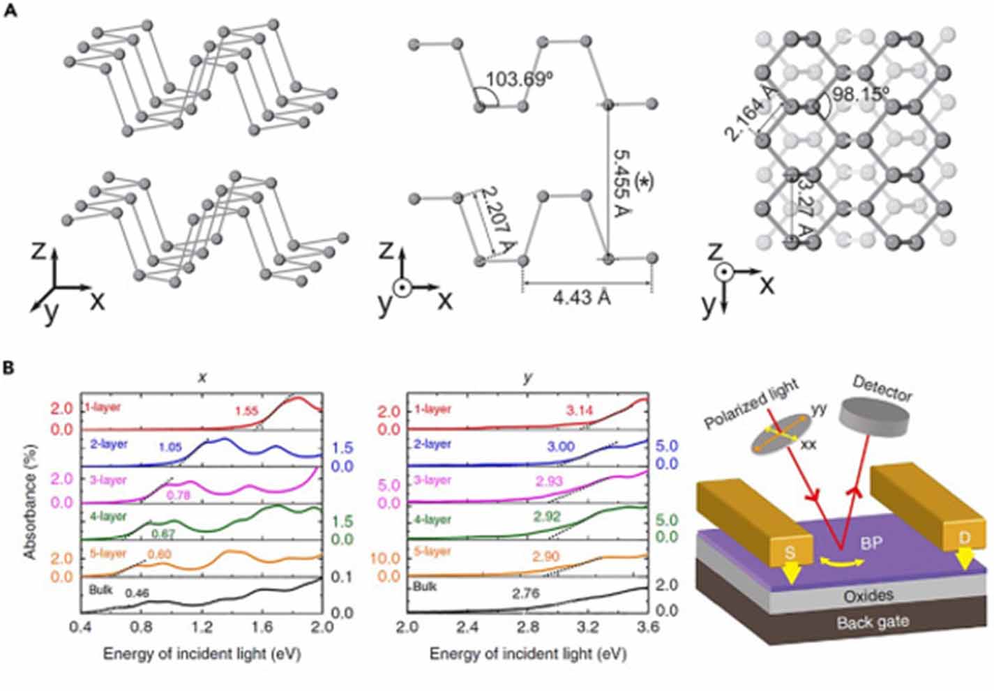 Black phosphorus nanosheets in orthopedics: from material fabrications ...