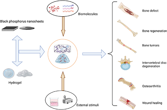 Black phosphorus nanosheets in orthopedics: from material fabrications ...