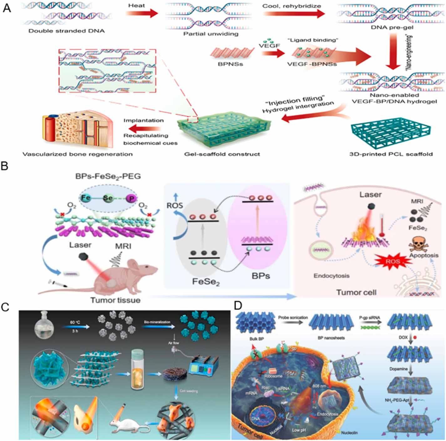 Black phosphorus nanosheets in orthopedics: from material fabrications ...