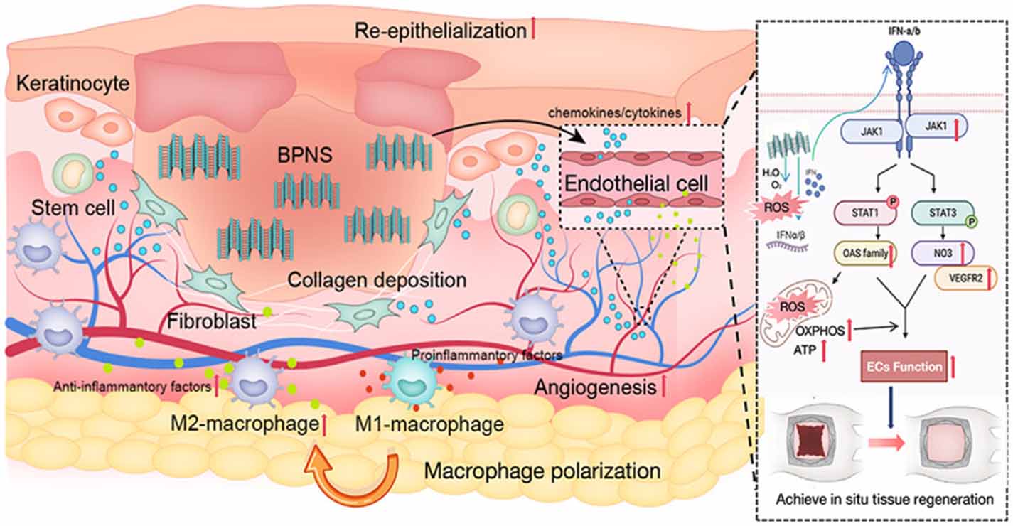 Black phosphorus nanosheets in orthopedics: from material fabrications ...