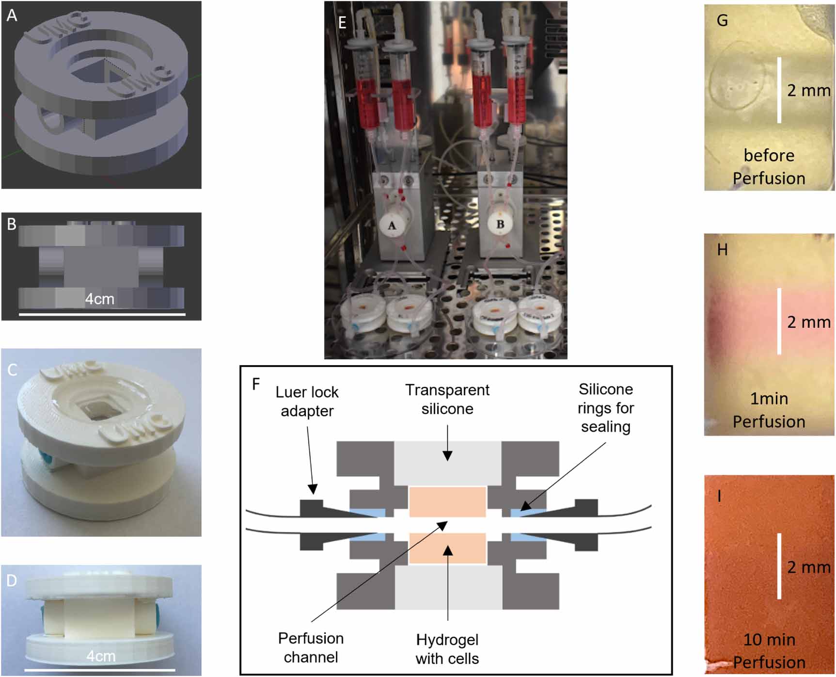 Influence of Collagen 1 on osteogenesis in a perfused 3D bioreactor ...