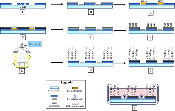 Combinative A combinative approach for the selective cellularization of human ...
