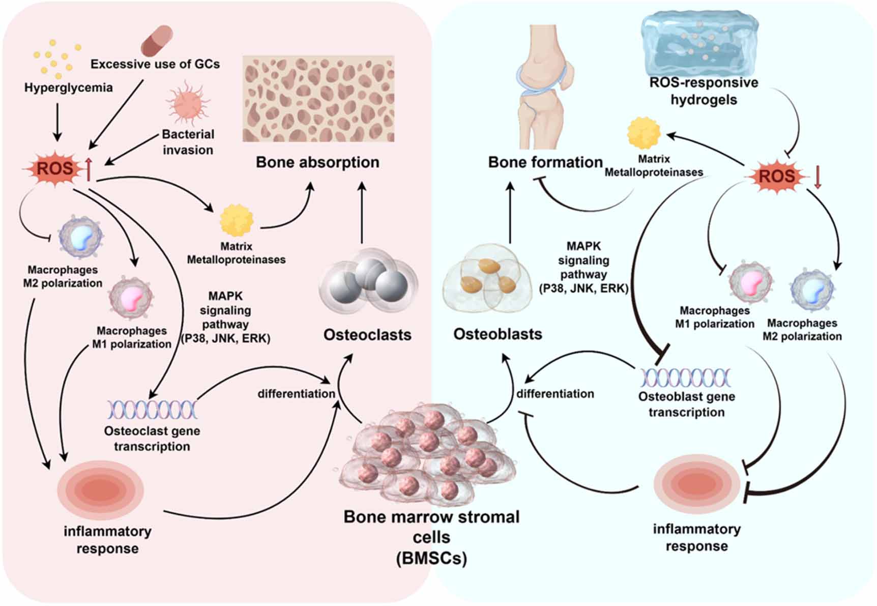 Research progress on ROS-responsive hydrogels for the treatment of ...